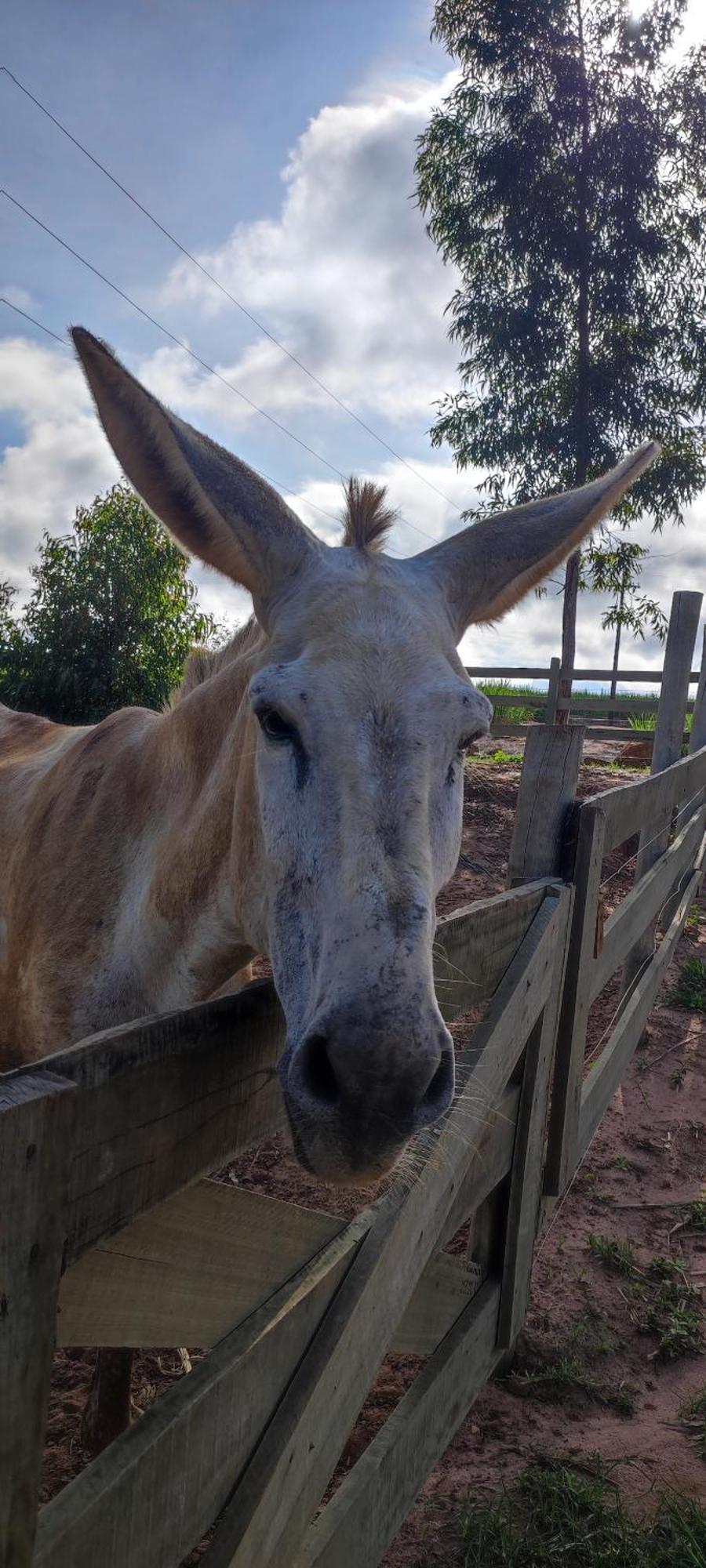 Отель Fazenda Brotas Sp Экстерьер фото
